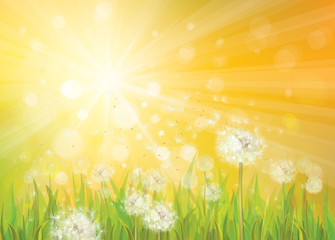 Wall Mural - vector of spring background with white dandelions.