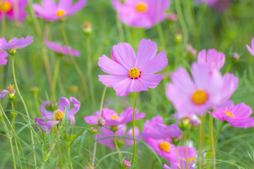 cosmos flower