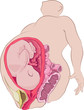 Pregnant Anatomy