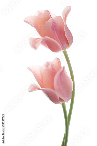 rozowe-tulipany-na-bialym-tle