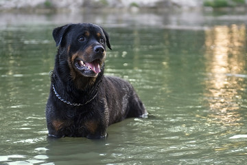 Canvas Print - wet rottweiler