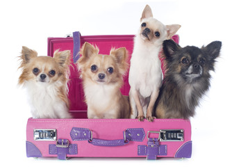 Wall Mural - chihuahuas in suitcase