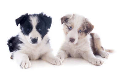 puppies border collies