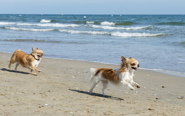 Sticker - chihuahuas on the beach