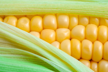 Wall Mural - Corn