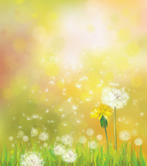 Wall Mural - vector spring background with dandelions.