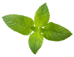 Fresh leaf spearmint on white background