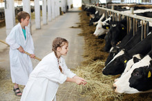 Happy Boy With Hayfork And Girl In White Robe Give Hay To Cows