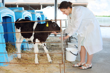 Woman in white feeds little cute calf in stall in big cow farm.