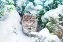 Cute Kitten Sitting On The Snowy Pine Tree
