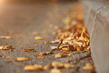 Fallen Yellow Leaves On The Pavement