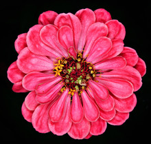 Red Gerbera On  Background