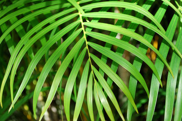 Palm tree leaf background