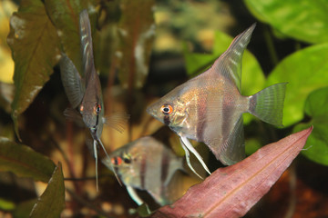 Altum Angelfish - freshwater aquarium fish