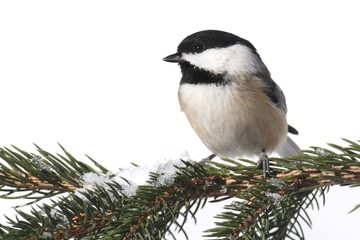Aufkleber - Bird Isolated On White