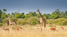 Giraffes And Impalas Grazing In The Savannah In Kenya