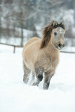 Adorable and cute bay pony running in winter
