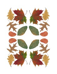 multicolor leaves as background