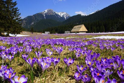 Fototapeta do kuchni Crocuses in Chocholowska valley, Tatras Mountain, Poland