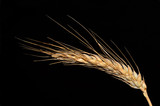 Fototapeta Maki - spiga di grano su sfondo nero