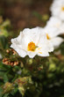 © odjectif - Fleur de Corse - Ciste