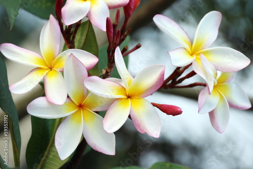 Naklejka - mata magnetyczna na lodówkę Frangipani or Plumeria