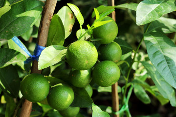 lemon  on  tree