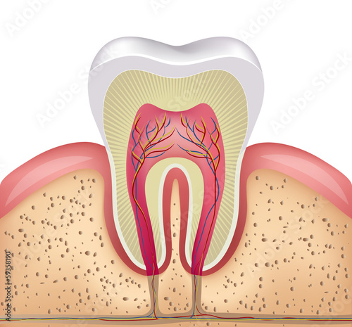 Naklejka dekoracyjna Healthy white tooth, gums and bone illustration