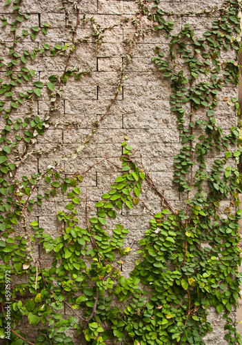 Fototapeta na wymiar Green creeper tree on wall.