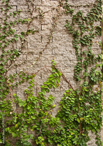 Tapeta ścienna na wymiar Green creeper tree on wall.