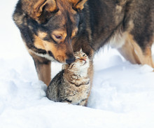 Dog And Cat Playing Together Outdoor In The Snow