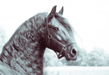 Fototapeta zwierzę piękny portret koń