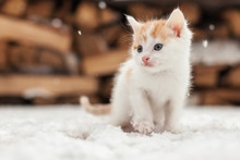 Small Red Lonely Kitten On Snow