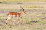 Fototapeta Sawanna - impala antelope in the savannah - national park masai mara