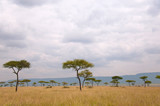 Fototapeta Sawanna - umbrella acacias in the savannah - national park masai mara