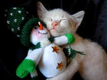 Kitten Cuddling With Snowman Toy