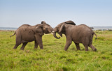 Fototapeta Sawanna - fighting african elephants in the savannah - masai mara