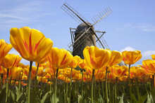 Tulpen In  Holland Mit Windmühle