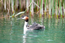 Great Crested Grebe With Babies Swimming In The Lake