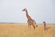 Female Giraffe With Baby In The Savannah In East Africa
