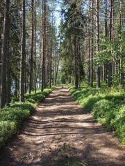 Canvas Print - forest road