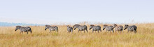 Zebras In A Row Walking In The Savannah In Africa - Masai Mara