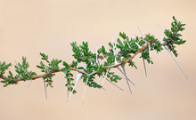 Detail Of A Whistling Acacia Branch - National Park Selous