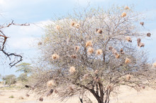 Tree With Baya Weaver Nests In The Savannah In Africa