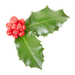 Holly, Christmas decoration on white, clipping path