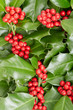 Holly, Christmas decoration background