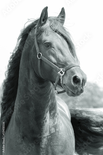 Fototapeta na wymiar Friesian horse