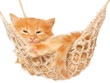 Cute red haired kitten in hammock
