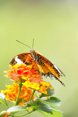 Butterfly feeding on flower