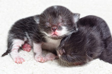 Two Cute Newborn Kitten Lying On White Background